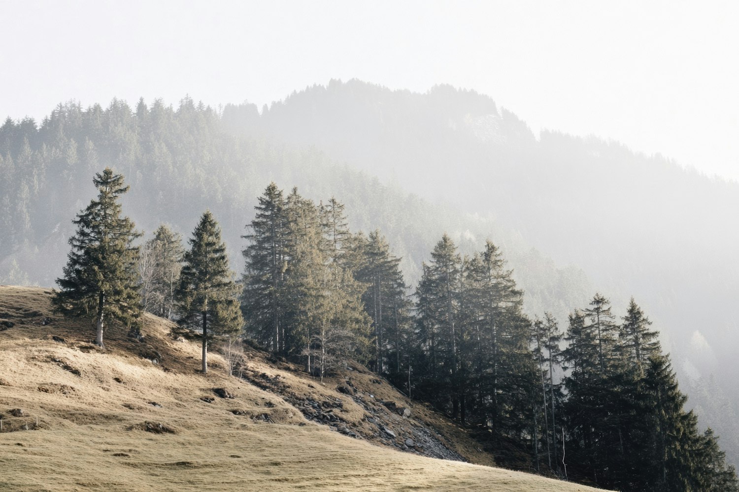 Tall pines along a sunlit grassy slope with mist rising behind